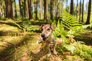 Cute funny Jack Russell Terrier dog is sitting obediently in a sunny forest