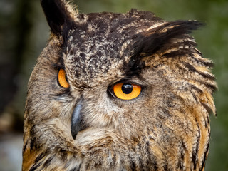 closeup of eagle owl with orange eyes