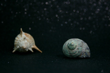 SEASHELLS #24
