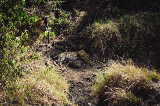 Jeopard lying in the bushes 