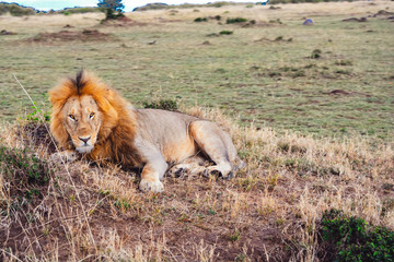 Lion watching over the savanna