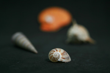 SEASHELLS #31