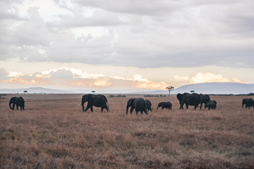 Fototapeta na wymiar A pack of elephants 