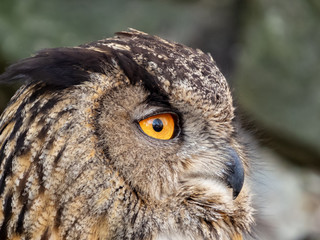 closeup of eagle owl with orange eyes