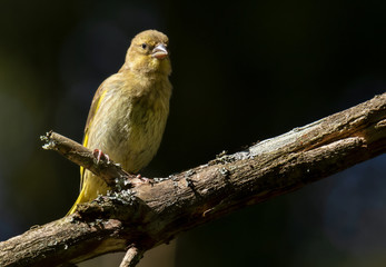 greenfinch sitting on a twig