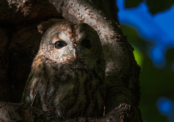 tawny owl perched in a hole in a tree