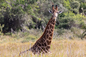 Giraffe 12