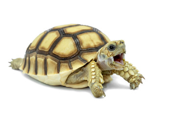Turtle isolated on a white background. File contains with clipping paths so it is easy to work.