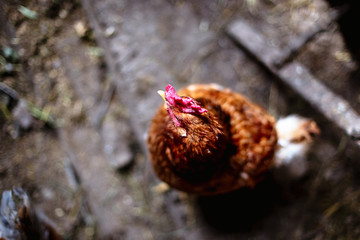 Chickens on the farm. Toned, style, color photo.