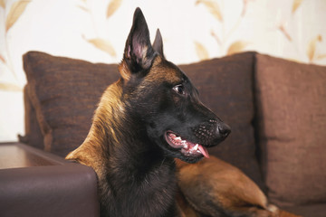 The portrait of a young Belgian Shepherd dog Malinois with a black mask lying indoors on a brown couch with pillows
