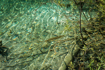 pike in a lake with clear water