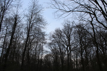 Wald