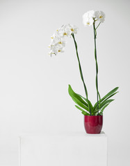 Naklejka na ściany i meble white orchid flower