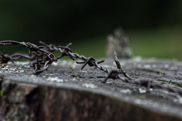 Detail shot of barbed wire on some wood with moss.