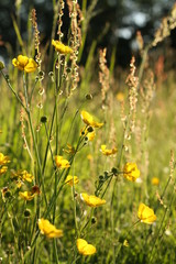 Obraz premium yellow flowers in field