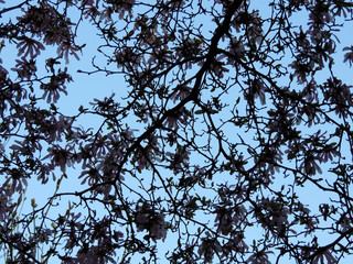 Magnolia x loebneri 