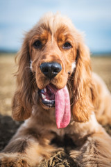 Cocker Spaniel In a field playing