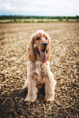 Cocker Spaniel In a field playing