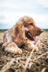 Cocker Spaniel In a field playing