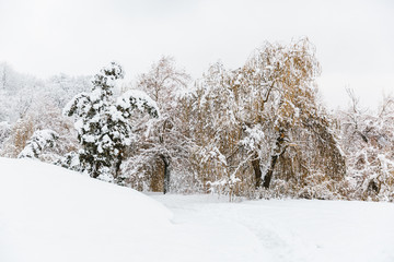 winter landscape with trees in snow