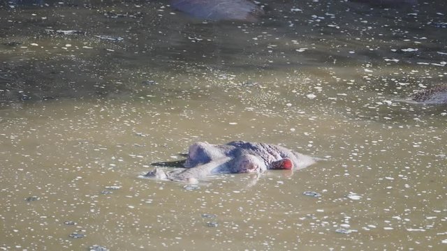 slow motion shot of a hippopotamus submerging and surfacing in a pool at serengeti national park in tanzania- originally recorded at 180p