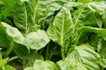 sliverbeet grow in vegetable garden