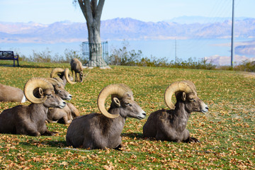 Bighorn on Their Lunch Break 