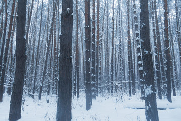 Beautiful winter forest, trees in winter forest. Sweden.