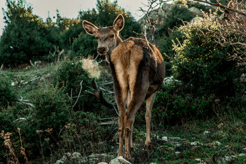 Mother deer watching  my steps