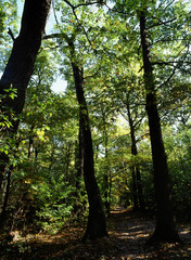 Lagiewnicki Forest, Lodz city, Poland