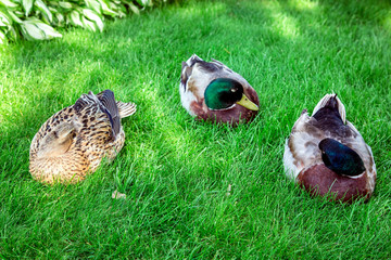 The lying ducks are sleeping on a green lawn.
