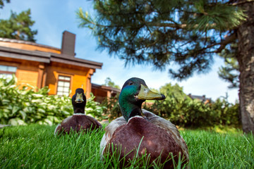 duck sitting on the green grass in the park under a tree on the background of a pine tree and the...