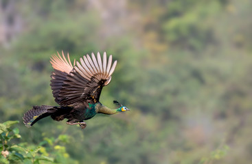 Obraz premium Paw leci do drzewa.