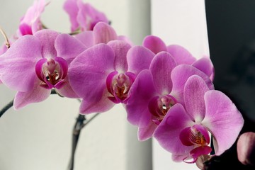 blume, pink, natur, pflanze, schönheit, orchidee, orchideen, orchid, 