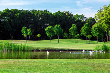 Obraz premium a lake with floating birds in the water, a pond with ducks and swans around the reeds and a green lawn in the background are deciduous trees.