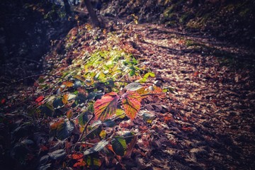 Fototapeta na wymiar Camina sobre hojas 