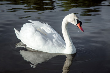 Obraz premium a lone swan swims in a lake with water, a feathered white bird is a side view.