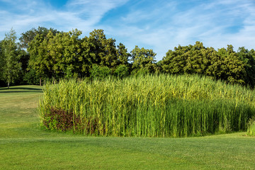 Green tall reed on a meadow with grass in the background forest with trees and blue sky.