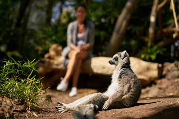 Lemur obserwujący otoczenie © piotrszczepanek