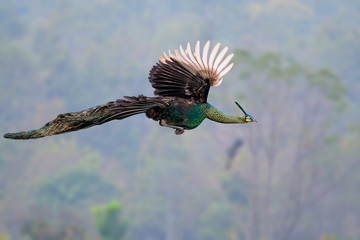 The peacock is flying to the tree.