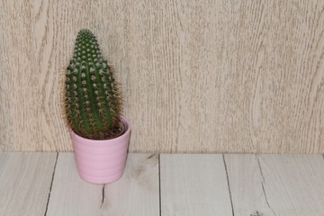 Kaktus vor Holzhintergrund