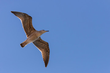 Seagull in flight in nature