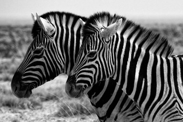 Fototapeta na wymiar Pair of zebras