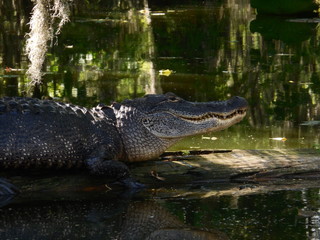 crocodile with mouth open