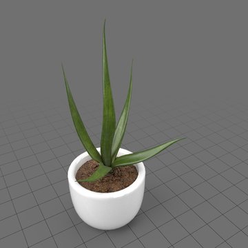 Succulent plant 3