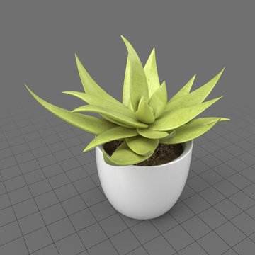 Succulent plant 2