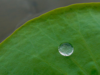 Gota
