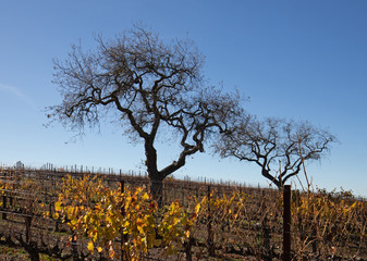 Obraz premium Winter view of oak trees in Central California vineyard in California United States