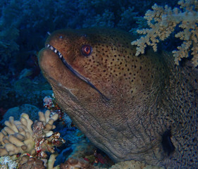 Underwater world in deep water in coral reef in blue world marine wildlife, travel nature beauty exploration in diving trip,adventures recreation dive. Predator moray