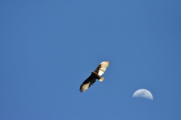 Voo na Lua